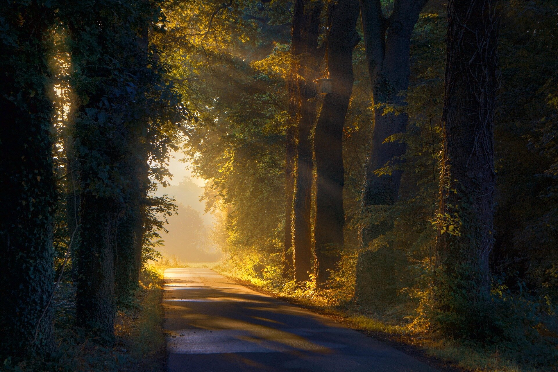 De ochtendzon door de bomen in het bos in Vilsteren.