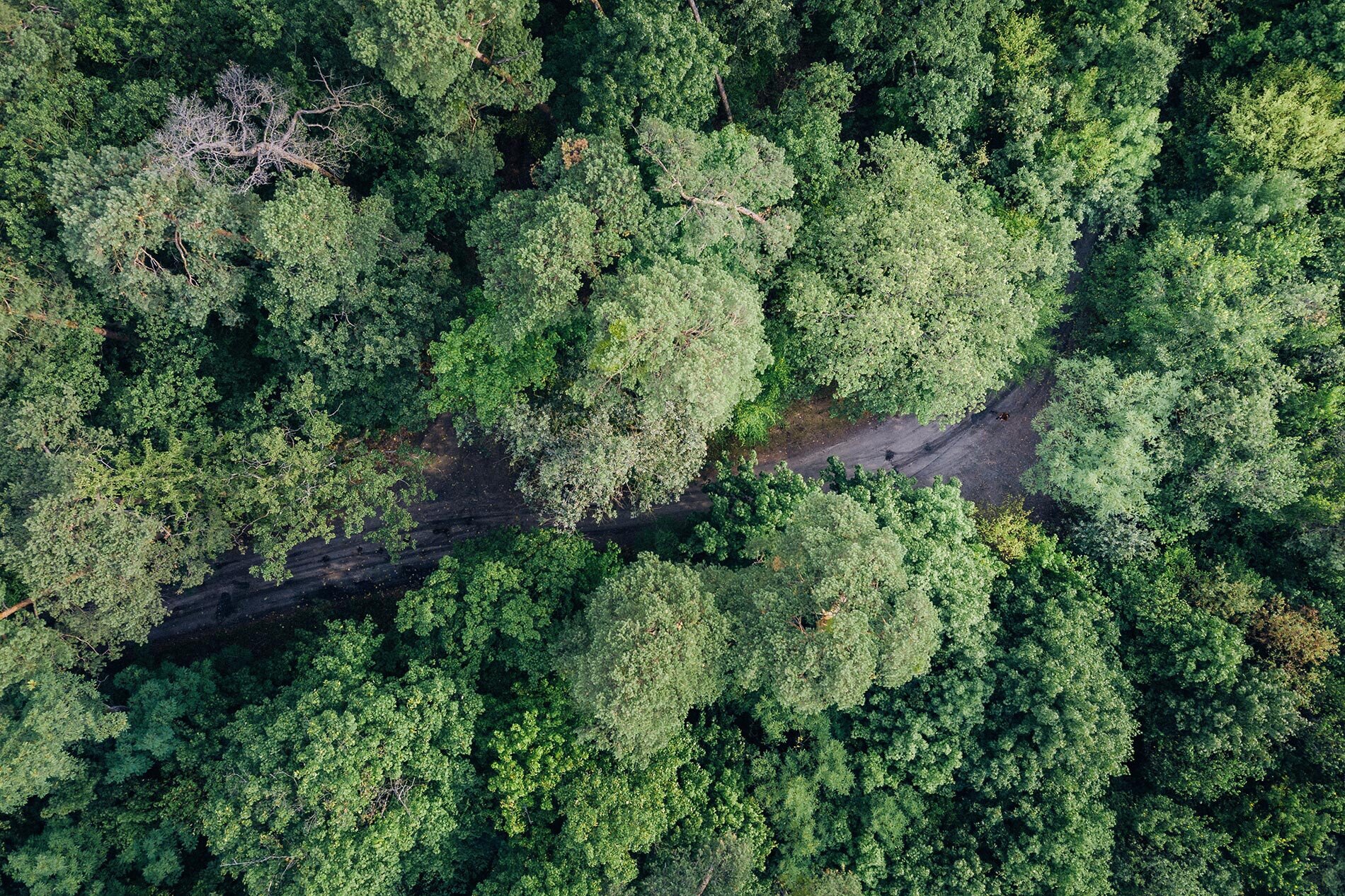 De groene fietsomgeving van het Vechtdal met veel loofbomen.