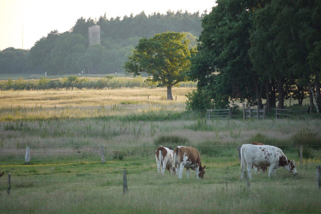 Koeien die grazen in de velden langs de Vecht.