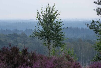 Uitzicht over het landschap van de Lemelerberg.