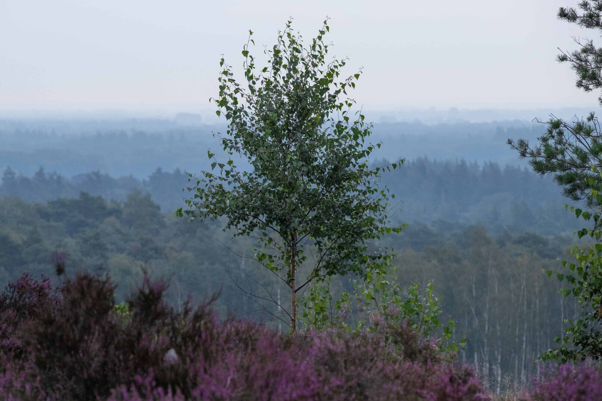 Boom in het bos.